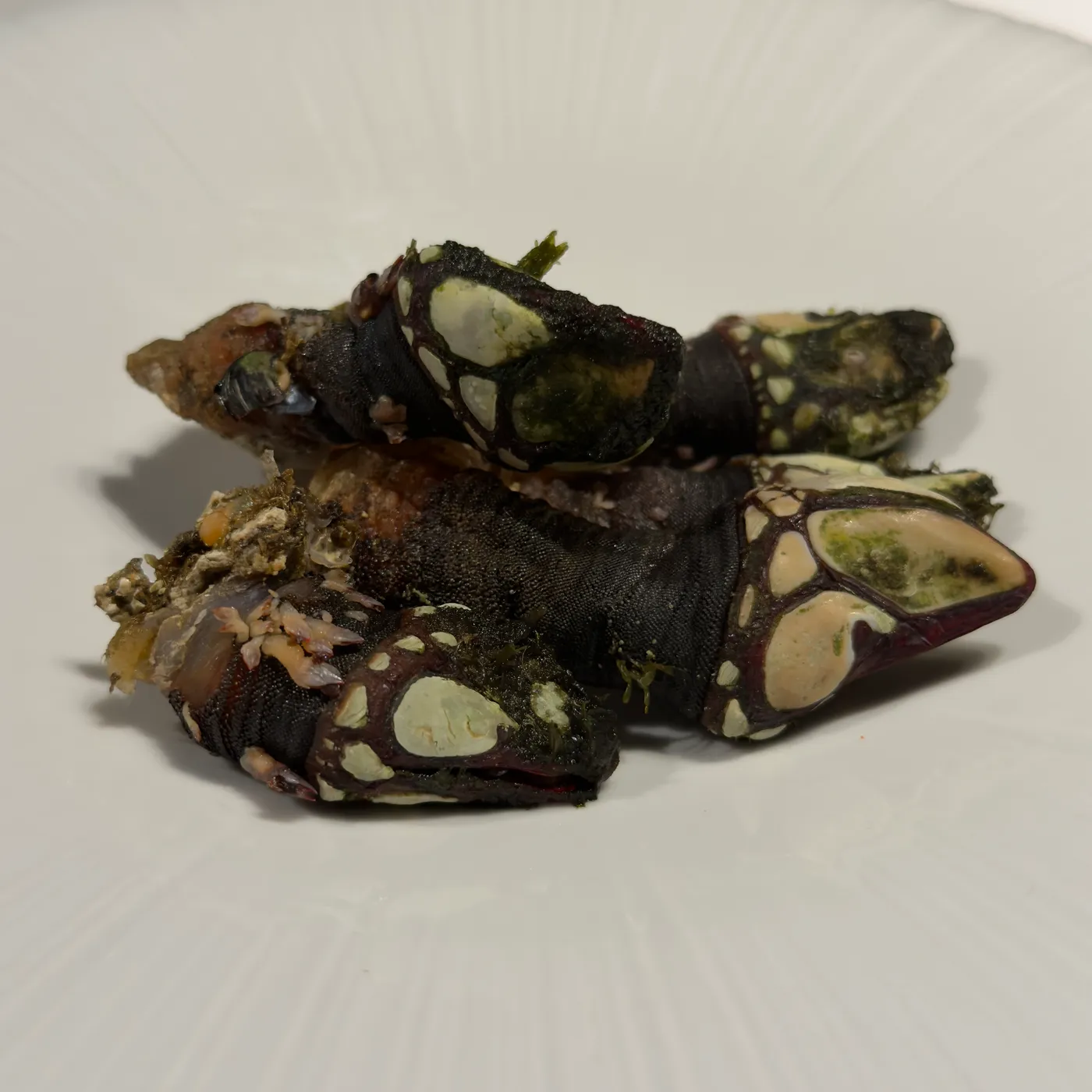 D'Berto — menu 7